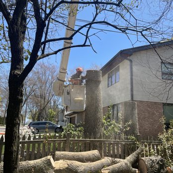 Woodpecker Tree Services - Tree Services Near Me Woodpecker Tree Services - Tree Services Near Me