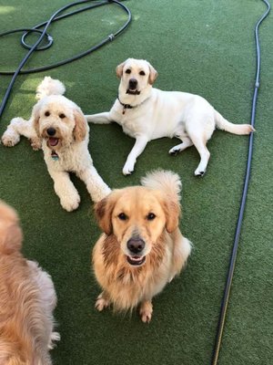 Dog Daycare - Dog Daycare Dog Daycare - Dog Daycare