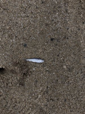 Mass Audubon Wellfleet Bay Wildlife Sanctuary by null