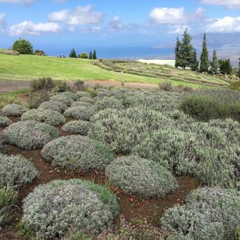 Ali'i Kula Lavender - Tours Near Me - Kula, Hawaii