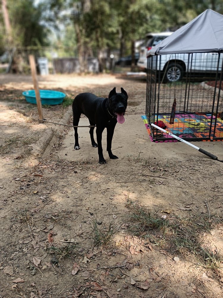 SYKE KENNELS TRAINING Updated June 2024 45 Photos Jackson, Mississippi Pet Training