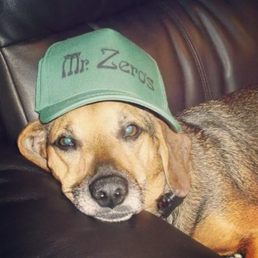My dog loves Mr, Zero's . Nerd is the word My dog loves Mr, Zero's . Nerd is the word