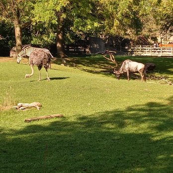 Indianapolis Zoo - Marabou stork, wildebeest, ostrich, and zebra - Zoos Near Me - Indianapolis, Indiana Indianapolis Zoo - Marabou stork, wildebeest, ostrich, and zebra - Zoos Near Me - Indianapolis, Indiana