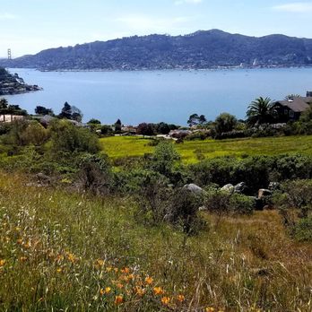 Hippie Tree - Hiking Near Me - Tiburon, California