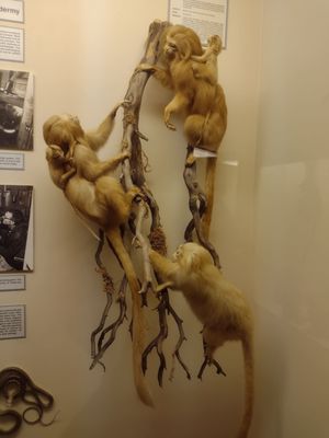 World Museum of Natural History by null