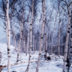White Mountain Photo Gallery
