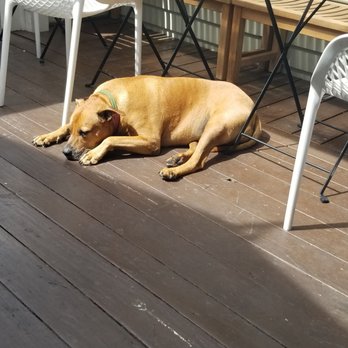 Frenchies Cafe - Big dog - French Near Me - Key West, Florida