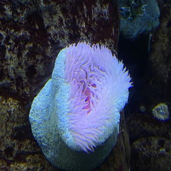 Oceanário de Lisboa - Aquariums Near Me - Lisbon, 11 Oceanário de Lisboa - Aquariums Near Me - Lisbon, 11