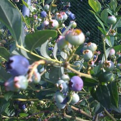 Obstbauer Zaspel