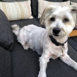 West Coast Grooming Academy - This is Jake the wonder dog from Eagle Rock... Really happy with the haircut and all the treatment he received. Thanks again, Andrew.