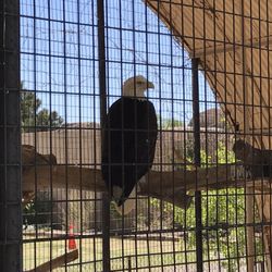 Spring River Park and Zoo - The adults were crazy for the eagle