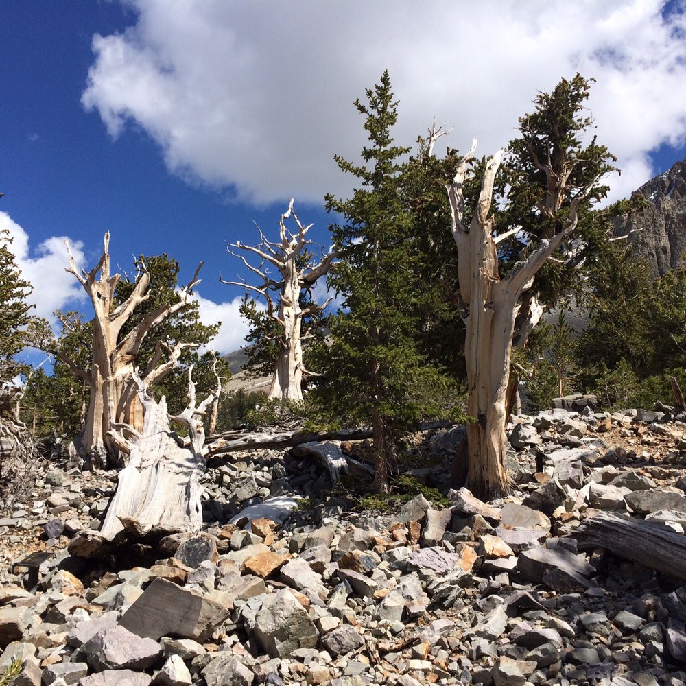 Great Basin National Park - Parks Near Me - Baker, Nevada