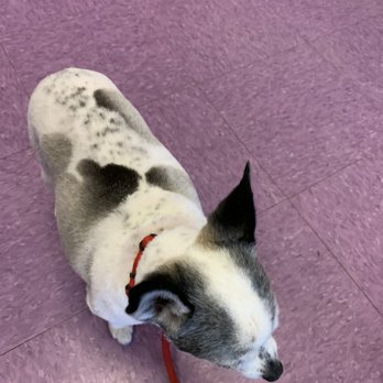 Lisa’s Pet Grooming - Chi-Pom after shave! - Pet Groomers Near Me - Green Valley, Arizona Lisa’s Pet Grooming - Chi-Pom after shave! - Pet Groomers Near Me - Green Valley, Arizona