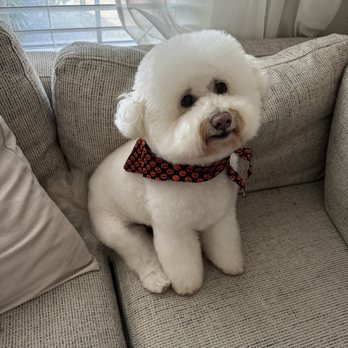 Rogue Rover Mobile Grooming - Excellent haircut once again by the one and only Madi :) - Pet Groomers Near Me Rogue Rover Mobile Grooming - Excellent haircut once again by the one and only Madi :) - Pet Groomers Near Me