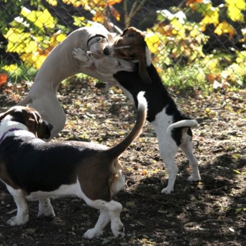 Shirlington Dog Park - Dog Parks Near Me - Arlington, Virginia Shirlington Dog Park - Dog Parks Near Me - Arlington, Virginia