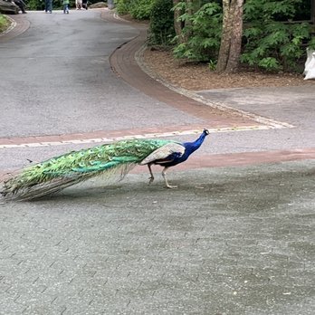 Bronx Zoo - One of the park docents? - Zoos Near Me - Bronx, New York