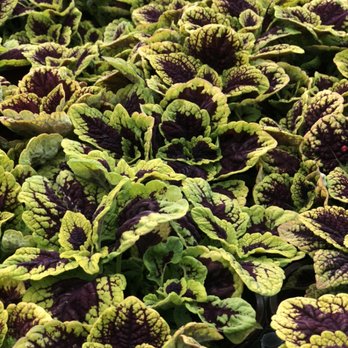 Laughing Owl Greenhouses - Coleus - Nurseries & Gardening Near Me - Benjamin, Utah Laughing Owl Greenhouses - Coleus - Nurseries & Gardening Near Me - Benjamin, Utah