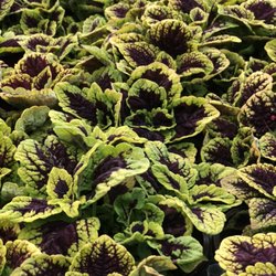 Laughing Owl Greenhouses - Coleus