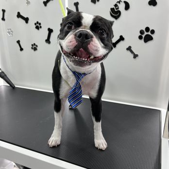 Mops Pet Services - Baños relajantes - Pet Groomers Near Me Mops Pet Services - Baños relajantes - Pet Groomers Near Me