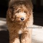 Photo of JARS Labradoodles