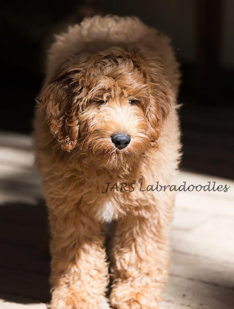 JARS LABRADOODLES Wauseon, Ohio Pet Services Phone Number Yelp