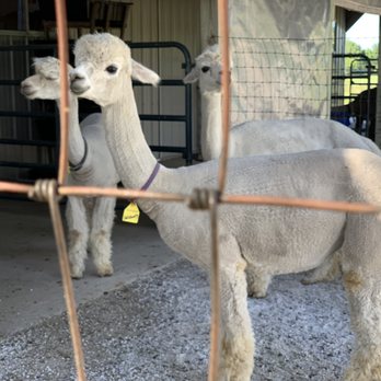 LondonDairy Alpacas - Attraction Farms Near Me - Two Rivers, Wisconsin