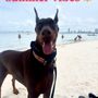 Photo of Key Biscayne Dog Beach