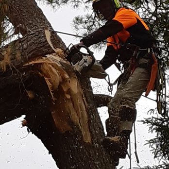 TimberTime Tree Trimming and Removal - Emergency Tree Removals - Tree Services Near Me TimberTime Tree Trimming and Removal - Emergency Tree Removals - Tree Services Near Me