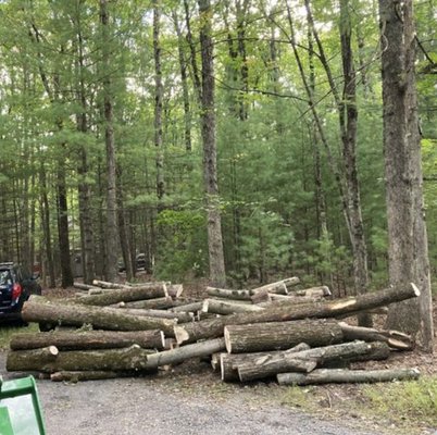 Tree Felling - Do you need someone who can help you bring down a tree? Are you trying to clear a lot and want a professional to help? If so, then let our Stroudsburg, PA-based company help! At Mountain Tree Service LLC, we can provide tree felling services to clients all throughout the Pocono Mountains region. Our goal is to provide you with personable services and fantastic work; customer satisfaction is one of our number one priorities, and we’ll go above and beyond to make sure you’re happy with the work we do. Tree Felling - Do you need someone who can help you bring down a tree? Are you trying to clear a lot and want a professional to help? If so, then let our Stroudsburg, PA-based company help! At Mountain Tree Service LLC, we can provide tree felling services to clients all throughout the Pocono Mountains region. Our goal is to provide you with personable services and fantastic work; customer satisfaction is one of our number one priorities, and we’ll go above and beyond to make sure you’re happy with the work we do.