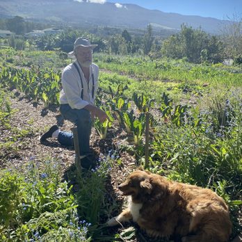 Maui Bees - Mark and Winnie - Attraction Farms Near Me - Kula, Hawaii