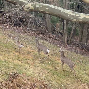 Stony Point Bed & Breakfast - Wildlife - Bed & Breakfast Near Me - Tyrone, Pennsylvania