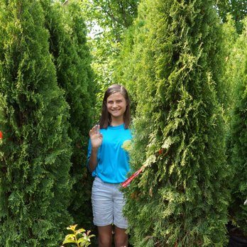 Rockwell Farms Nursery - Screens trees for a bit of privacy - Nurseries & Gardening Near Me - Rogers, Arkansas Rockwell Farms Nursery - Screens trees for a bit of privacy - Nurseries & Gardening Near Me - Rogers, Arkansas