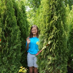 Rockwell Farms Nursery - Screens trees for a bit of privacy