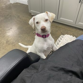 The Collab Salon - Cutest little assistant - Hair Salons Near Me - Rohnert Park, California The Collab Salon - Cutest little assistant - Hair Salons Near Me - Rohnert Park, California