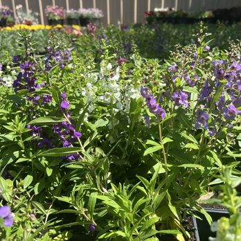 Leaf Landscape Supply - Nurseries & Gardening Near Me - Austin, Texas