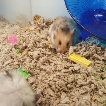 Petco - Pet Training Near Me - Orlando, Florida