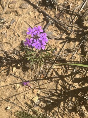 Lake Mineral Wells State Park by null