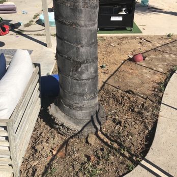 Lucero Tree Service - Tree Services Near Me Lucero Tree Service - Tree Services Near Me