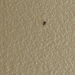 Quality Suites Burleson - Ft. Worth - This is the roach in one of the rooms we booked