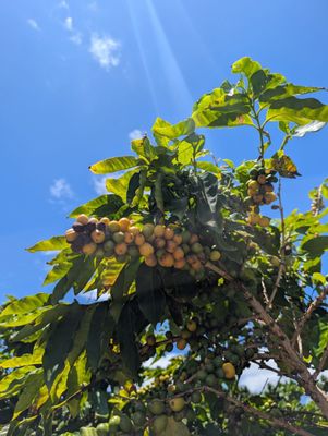 Kauaʻi Coffee Company by null