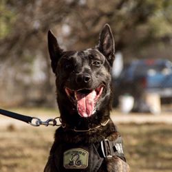 Longhorn K9