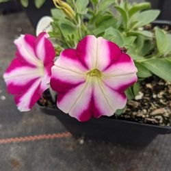 Parran's Greenhouse & Farm