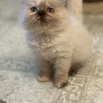 Suzy Persian Ragdoll kittens - Stunning seal point ragdoll text 9452780933 - Pet Services Near Me Suzy Persian Ragdoll kittens - Stunning seal point ragdoll text 9452780933 - Pet Services Near Me