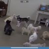 Happy Pets Palace Chandler gift card