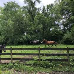 Providence Equestrian Center - Horses at Providence - running in field