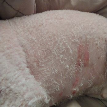 PetSmart - Deep razor cuts across dog stomach from grooming deep shaving across his chest - Pet Groomers Near Me - Pelham, New York PetSmart - Deep razor cuts across dog stomach from grooming deep shaving across his chest - Pet Groomers Near Me - Pelham, New York