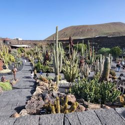 El Jardín de Cactus