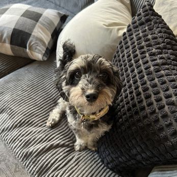 Mau's House - Pet Groomers Near Me - Chicago, Illinois
