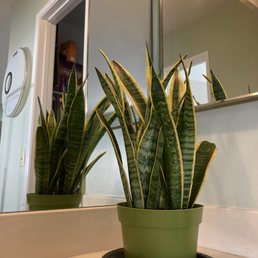 Mother-in-law Tongue or Snake plant. Love it! Mother-in-law Tongue or Snake plant. Love it!