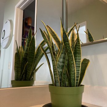 West Valley Nursery - Mother-in-law Tongue or Snake plant. Love it! - Nurseries & Gardening Near Me - Tarzana, California West Valley Nursery - Mother-in-law Tongue or Snake plant. Love it! - Nurseries & Gardening Near Me - Tarzana, California